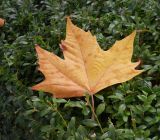 Platanus × acerifolia. Опавший лист в осенней окраске. Южный берег Крыма, Никитский ботанический сад. 28 ноября 2012 г.