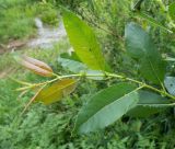 Salix hexandra