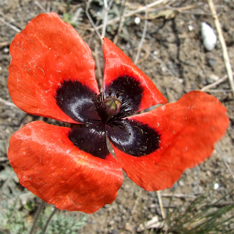 Изображение особи Papaver bipinnatum.