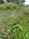 Cirsium canum