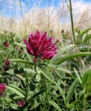 Trifolium alpestre