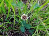 Trifolium repens