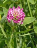 Trifolium medium