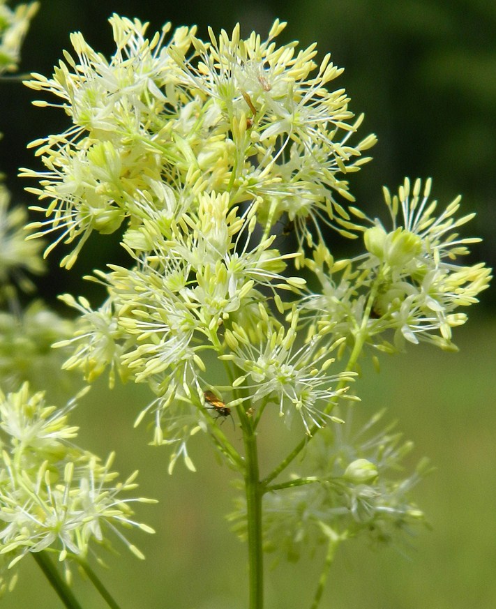 Изображение особи Thalictrum lucidum.