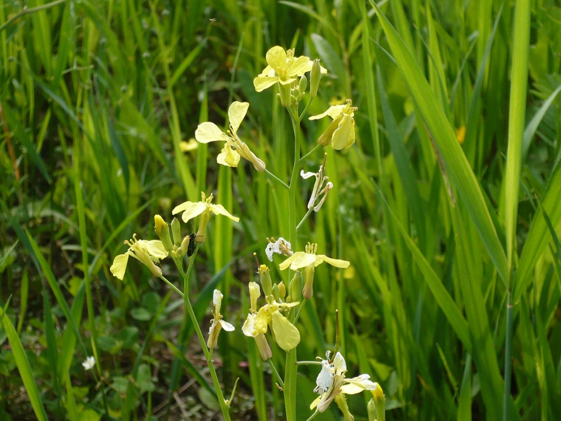 Изображение особи Raphanus raphanistrum.