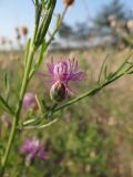 Centaurea borysthenica