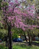 Cercis canadensis