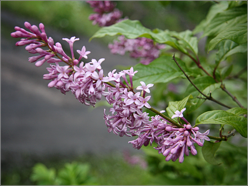 Изображение особи Syringa josikaea.