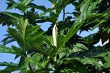 Artocarpus altilis. Верхушка побега с распускающимся соцветием. Андаманские острова, остров Нил. 02.01.2015.