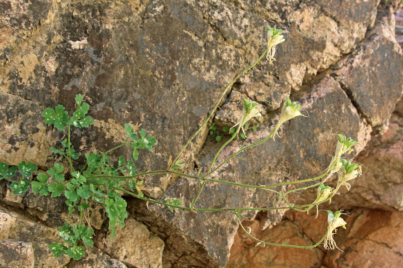 Изображение особи Aquilegia tianschanica.