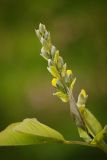 Thermopsis lupinoides. Соцветие в бутонах. Мурманск, МГГУ, в культуре. 25.06.2014.