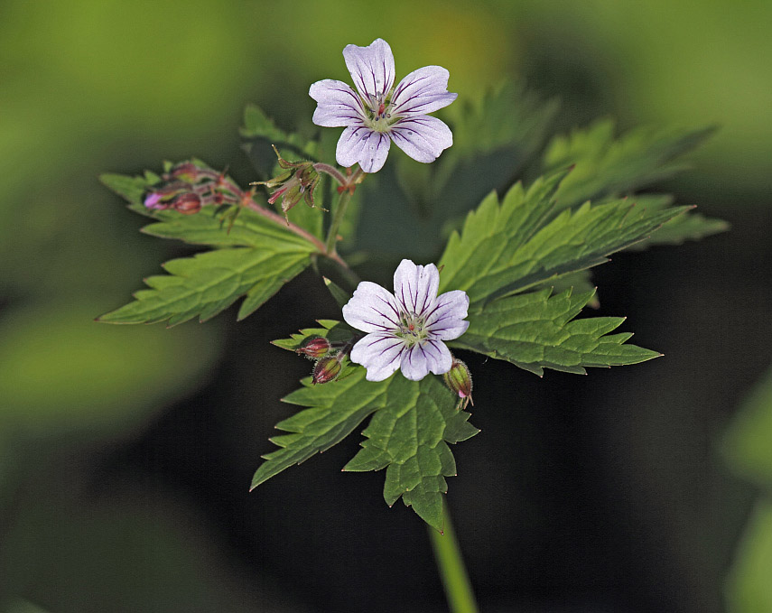 Изображение особи Geranium krylovii.