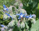 Borago officinalis. Верхушка цветущего побега с фуражирующей пчелой медоносной (Apis mellifera L.). Восточный Казахстан, Уланский р-н, с. Украинка, дачный участок, в культуре. 25.07.2012.