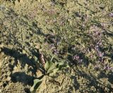 Limonium scoparium. Цветущее растение. Крым, городской округ Феодосия, окр. пгт Коктебель, глинистый оползень на склоне холма. Июль 2016 г.