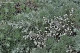 Artemisia schmidtiana