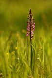 Anacamptis laxiflora подвид elegans