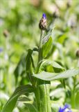 Centaurea montana. Верхушка побега с нераскрывшимся соцветием-корзинкой. Санкт-Петербург, Старый Петергоф, парк \"Сергиевка\", цветник с элементами рокария и альпийской горки. 17.06.2017.