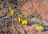 Caragana pygmaea. Верхушка побега с цветками. Монголия, аймак Туве, окр. г. Эрдэнэсант, ≈ 1400 м н.у.м., горная степь. 01.06.2017.