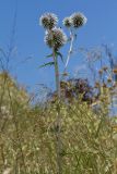 Echinops spinosissimus подвид bithynicus. Верхушка цветущего растения. Греция, о-в Крит, ном Ханья (Νομός Χανίων), дим Киссамос (Κίσσαμος), травянисто-кустарниковое сообщество на склоне холма. 20 июня 2017 г.