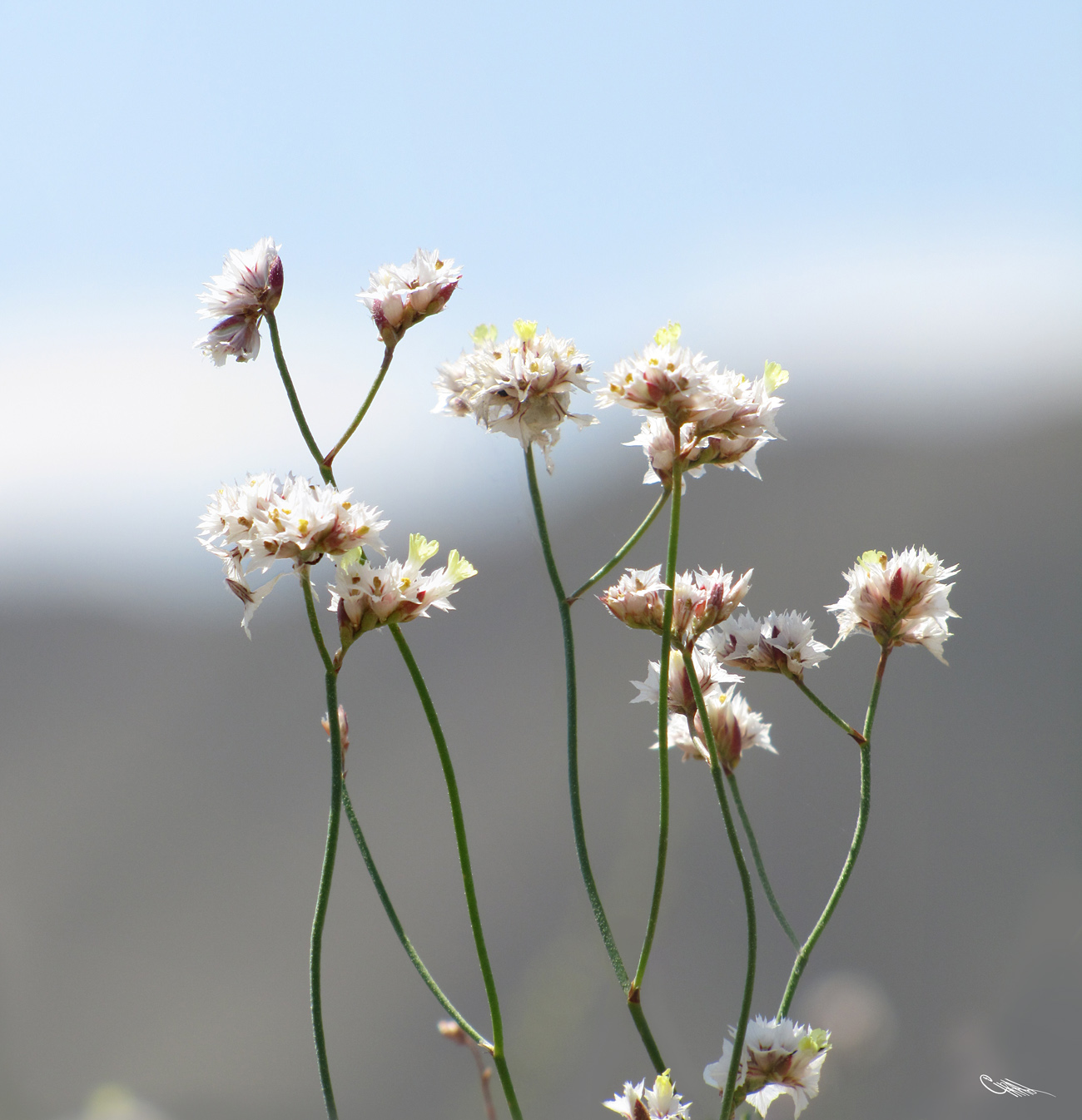 Изображение особи Limonium dichroanthum.