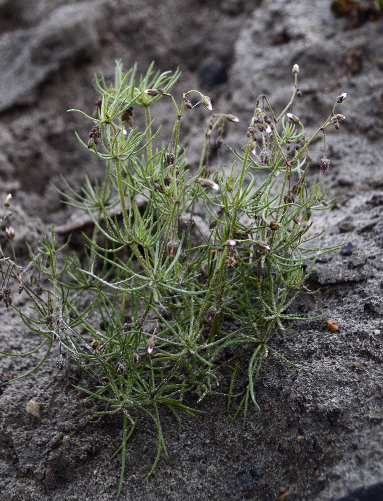 Изображение особи Spergula arvensis.