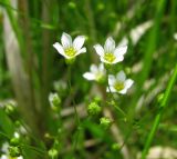 Linum catharticum