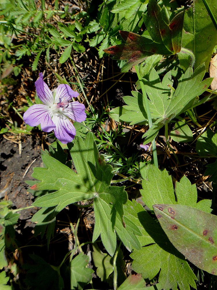 Изображение особи Geranium wlassovianum.