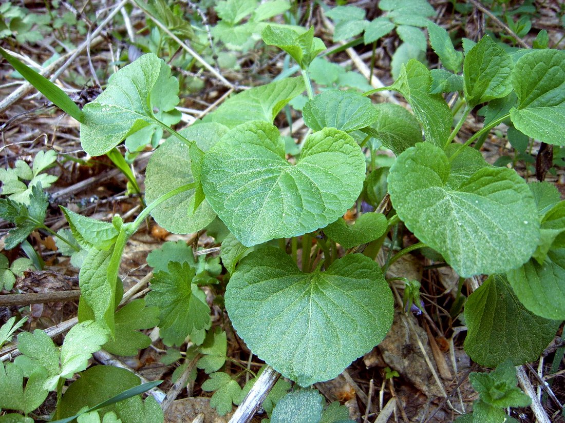 Изображение особи Viola mirabilis.