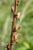 Orobanche pallidiflora. Часть сухого прошлогоднего соплодия. Ленинградская обл., Ломоносовский р-н, у дер. Мал. Забородье, нарушенный луг. 20.05.2018.