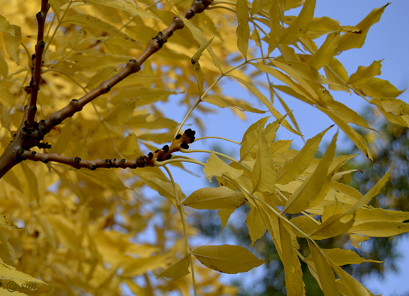 Изображение особи Fraxinus excelsior.