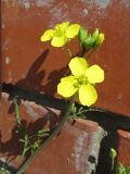 Diplotaxis tenuifolia. Верхушка побега с соцветием. Томск, ул. Мельничная, возле кирпичного забора. 27.08.2017.