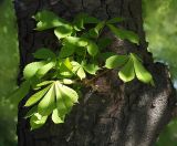 Aesculus hippocastanum. Побеги на стволе. Северная Осетия, г. Владикавказ, 06.05.2010.