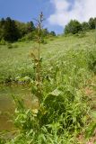 Rumex alpinus