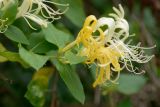 Lonicera japonica