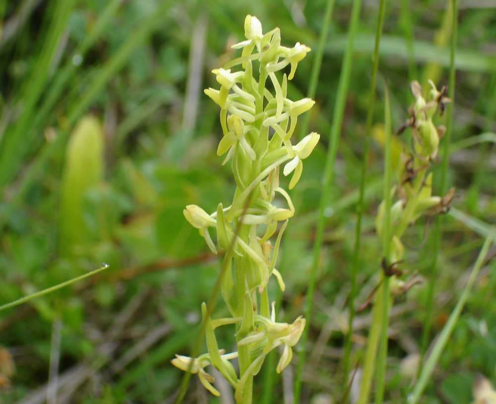 Изображение особи Platanthera tipuloides.