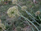 Allium nutans