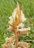 Orobanche crenata. Верхушка соцветия. Краснодарский край, Крымский р-н, станица Неберджаевская, приусадебный участок, сорное. 08.06.2022.