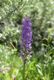 Dactylorhiza urvilleana. Соцветие. Республика Ингушетия, Джейрахский р-н, окр. ур. Таргим, правый берег р. Асса в 400 м от башен Таргим ниже по течению, слегка заболоченный участок. 21 июня 2022 г.