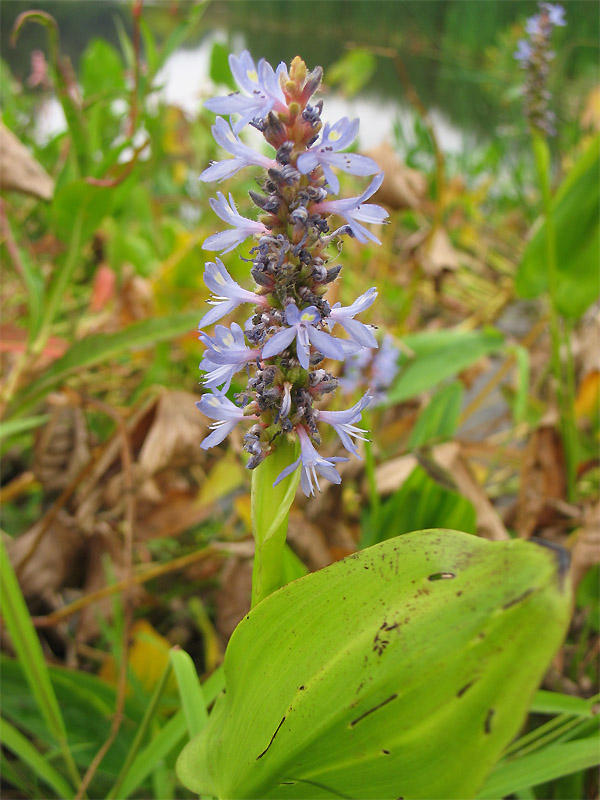 Изображение особи Pontederia cordata.