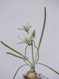 Ornithogalum umbellatum