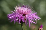 Centaurea jacea. Соцветие. Беларусь, Витебская обл., окр. пос. Езерище, побережье оз. Езерище за дендрарием, бровка склона, суходольный луг. 03.08.2023.