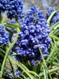 Muscari armeniacum