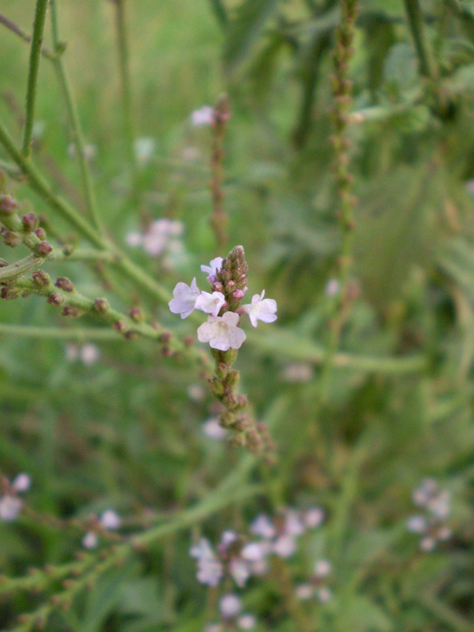 Изображение особи Verbena officinalis.