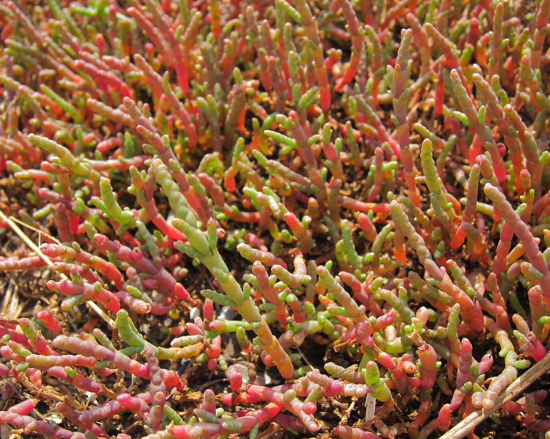 Изображение особи Salicornia perennans.