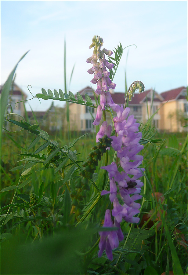 Изображение особи Vicia cracca.