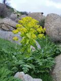 Ferula kuhistanica. Цветущее растение. Узбекистан, Зарафшанский хр., Самаркандские горы. Высота ~1200 м н.у.м. 29.03.2009.