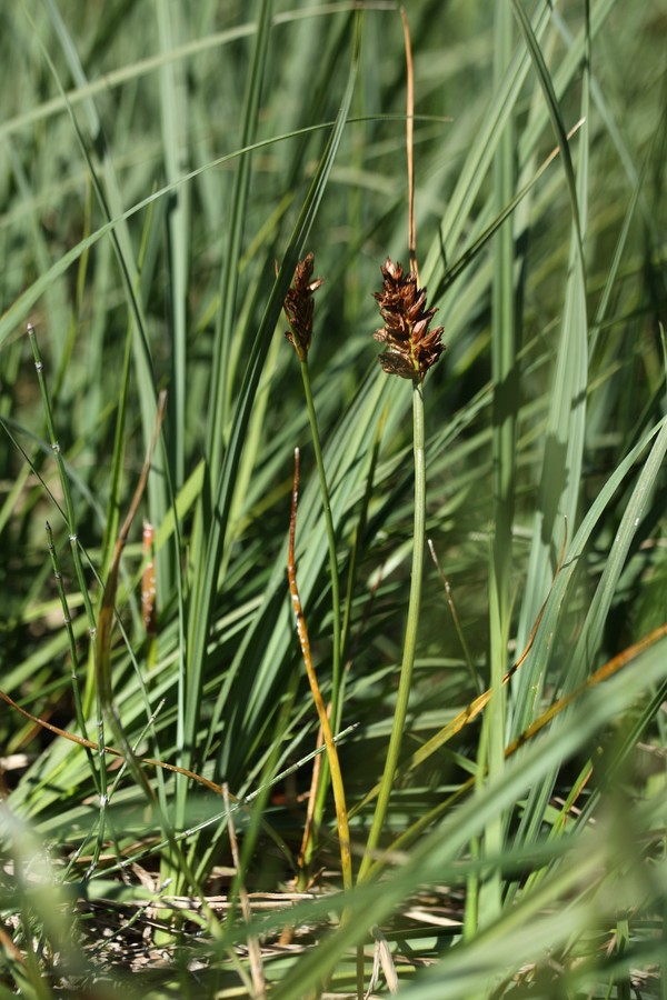 Image of Blysmus compressus specimen.