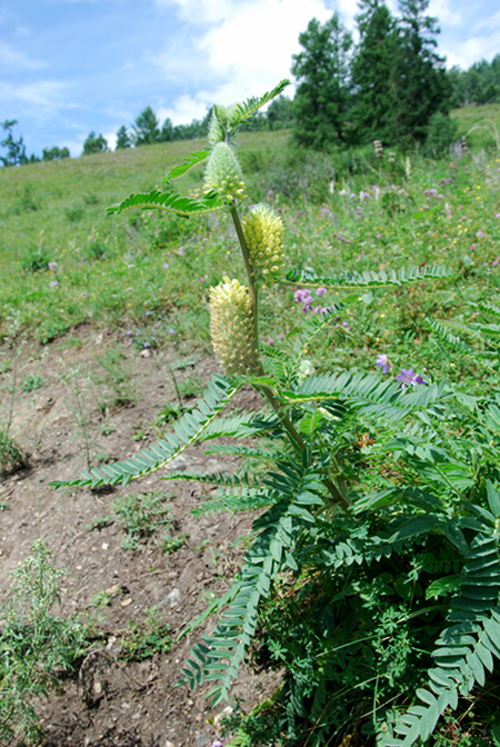 Изображение особи Astragalus alopecurus.