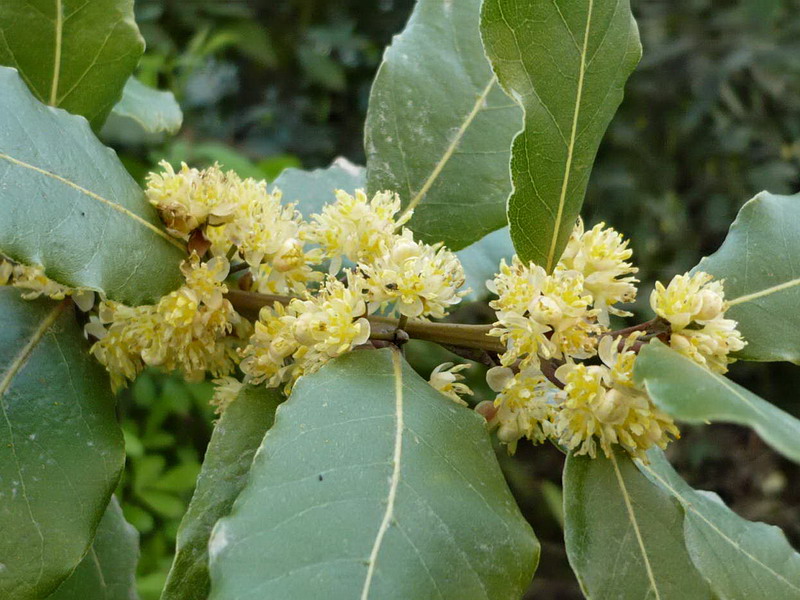 Изображение особи Laurus nobilis.