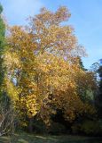 Platanus × acerifolia. Растение с листьями в осенней окраске. Южный берег Крыма, Никитский ботанический сад. 28 ноября 2012 г.